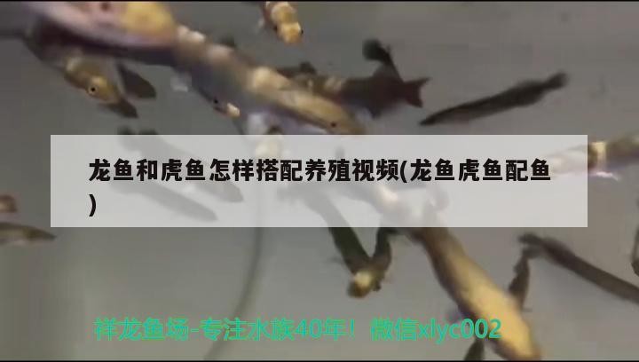 龍魚和虎魚怎樣搭配養殖視頻(龍魚虎魚配魚)