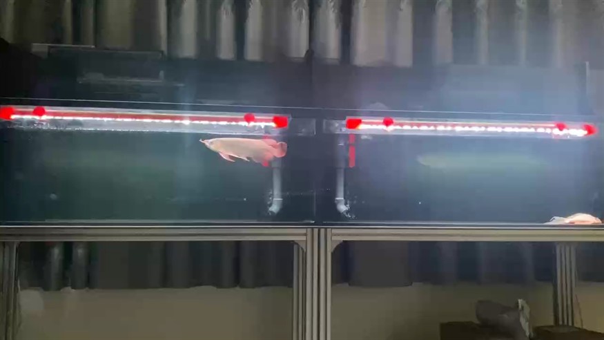 深夜喂魚