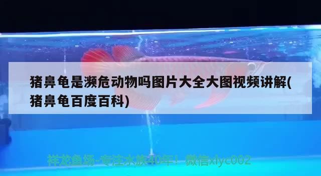 豬鼻龜是瀕危動物嗎圖片大全大圖視頻講解(豬鼻龜百度百科)