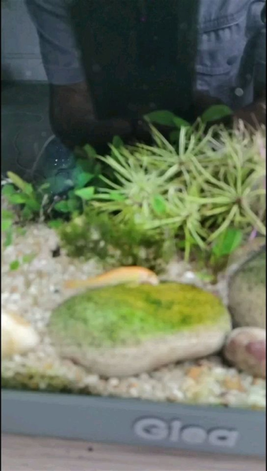 可愛的青苔鼠