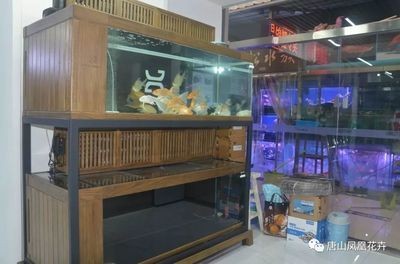 超白玻璃魚缸好不好看呢：超白玻璃魚缸的保養(yǎng)與清潔方法超白玻璃魚缸的用途與適用場景
