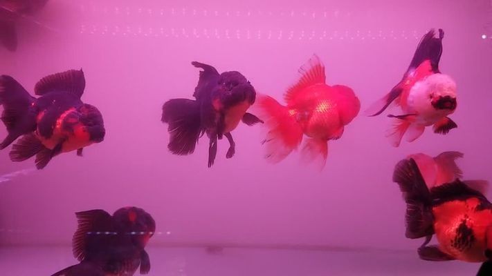 龍魚虎魚水溫多少適宜喂食（養龍魚虎魚ph值多少合適）