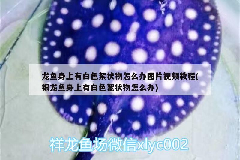 鸚鵡魚和銀龍魚混養(yǎng)怎樣喂食 龍魚身上有白色絮狀物怎么辦圖片視頻教程(銀龍魚身上有白色絮狀物怎么辦) 銀龍魚百科 龍魚身上有白色絮狀物怎么辦圖片視頻教程(銀龍魚身上有白色絮狀物怎么辦) 龍魚身上有白色絮狀物怎么辦圖片視頻教程(銀龍魚身上有白色絮狀物怎么辦) 銀龍魚百科