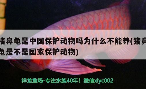 豬鼻龜是中國保護動物嗎為什么不能養(豬鼻龜是不是國家保護動物)