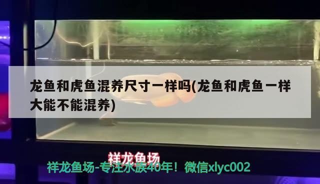 龍魚和虎魚混養尺寸一樣嗎(龍魚和虎魚一樣大能不能混養)