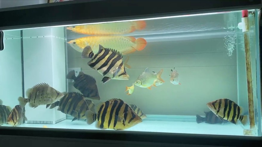 養虎日常