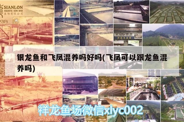 銀龍魚和飛鳳混養(yǎng)嗎好嗎(飛鳳可以跟龍魚混養(yǎng)嗎)