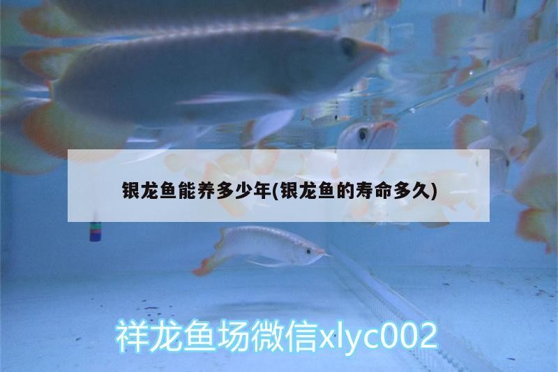 銀龍魚能養多少年(銀龍魚的壽命多久)
