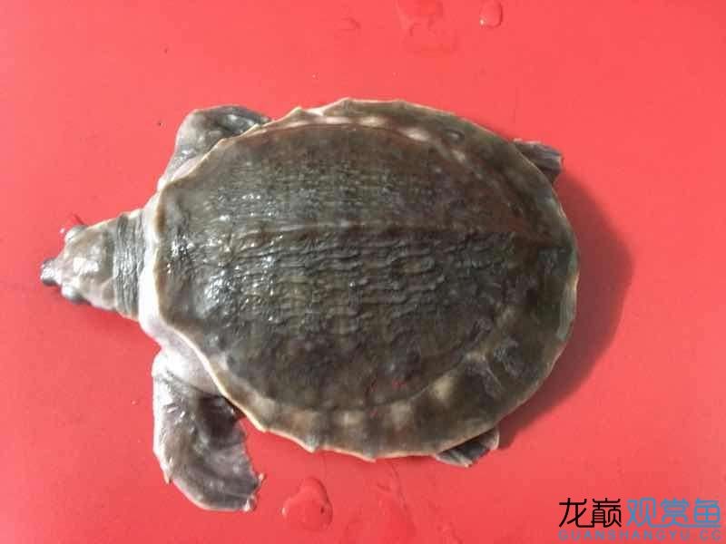 豬鼻龜咬魚怎么辦？