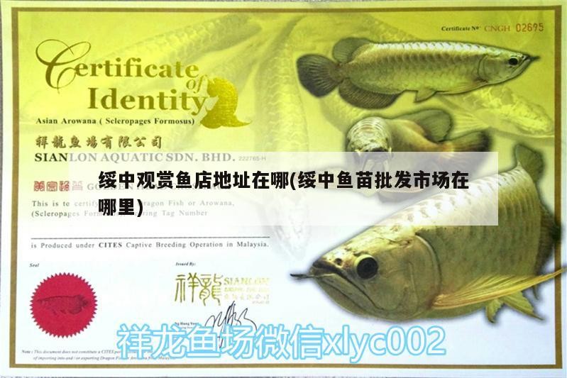 綏中觀賞魚店地址在哪(綏中魚苗批發(fā)市場在哪里)