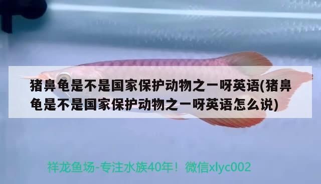 豬鼻龜水溫最低多少度：豬鼻龜水溫最低多少