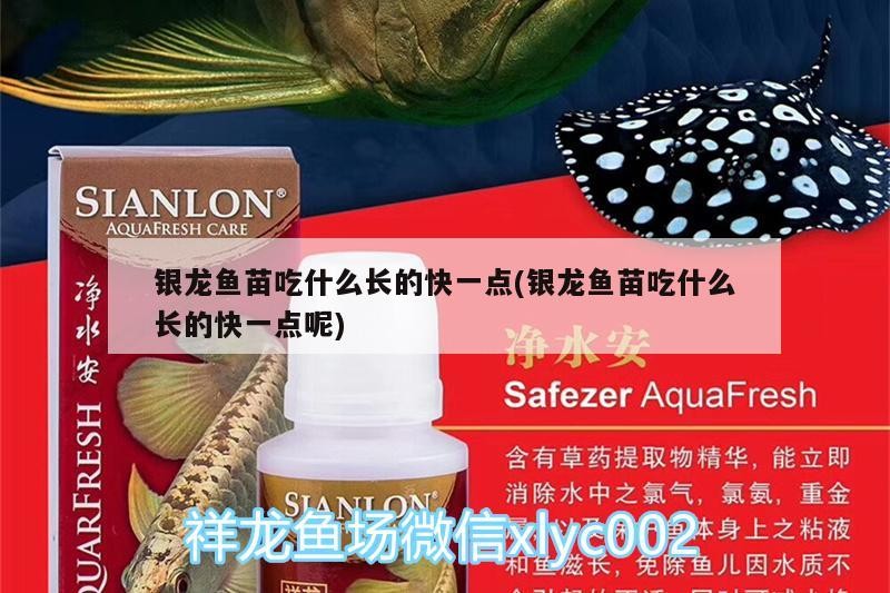 銀龍魚苗吃什么長的快一點(銀龍魚苗吃什么長的快一點呢)