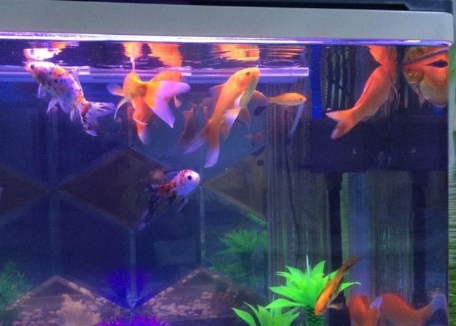 不吼不叫魚缸法則：\"不吼不叫魚缸法則\"是一種有效的育兒理念