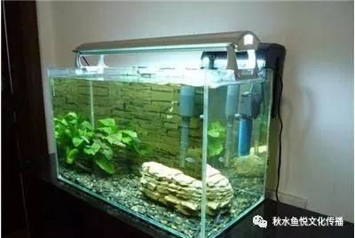 不吼不叫魚缸法則：\"不吼不叫魚缸法則\"是一種有效的育兒理念