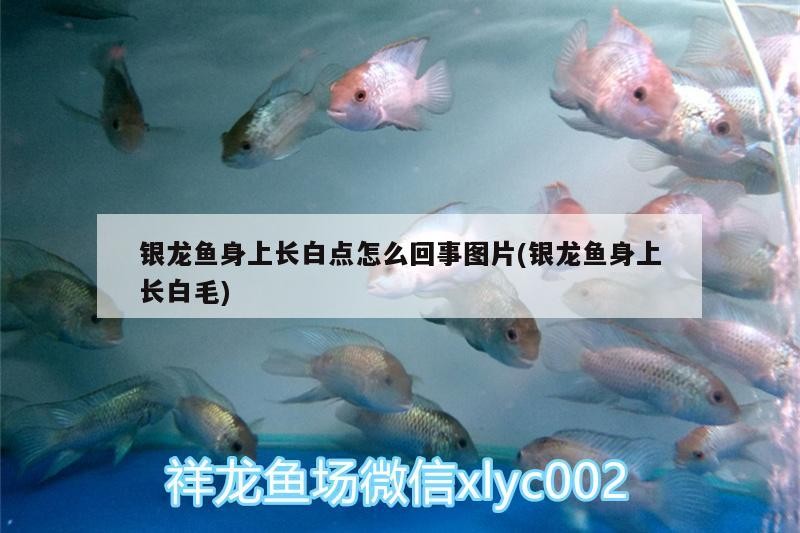 銀龍魚身上長白點怎么回事圖片(銀龍魚身上長白毛)