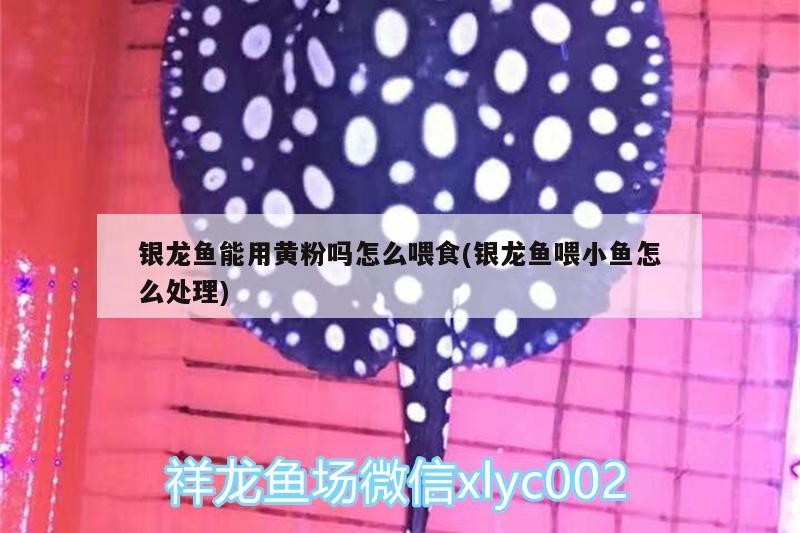 銀龍魚能用黃粉嗎怎么喂食(銀龍魚喂小魚怎么處理)