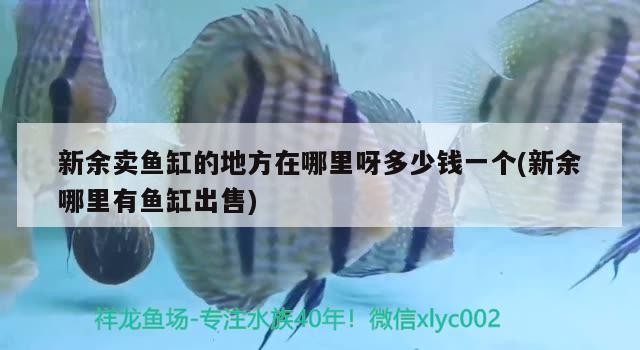 新余賣魚缸的地方在哪里呀多少錢一個(新余哪里有魚缸出售)