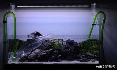 大魚缸多長時間換一次水合適：大魚缸換水時間隔可以根據季節和魚缸的具體情況進行調整
