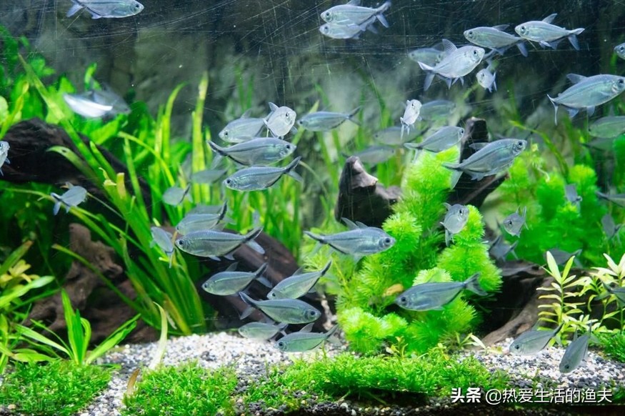 大魚缸多長時間換一次水合適：大魚缸換水時間隔可以根據季節和魚缸的具體情況進行調整