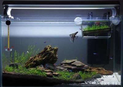 大魚缸多長時間換一次水合適：大魚缸換水時間隔可以根據季節和魚缸的具體情況進行調整