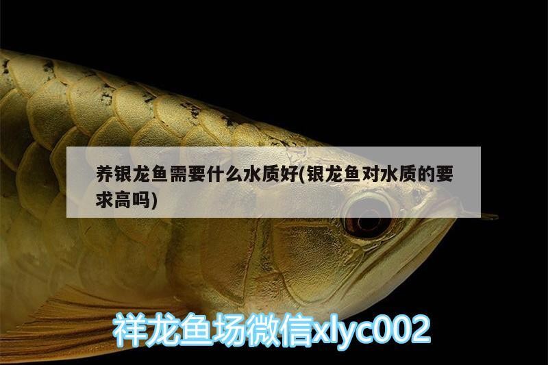 養銀龍魚需要什么水質好(銀龍魚對水質的要求高嗎)