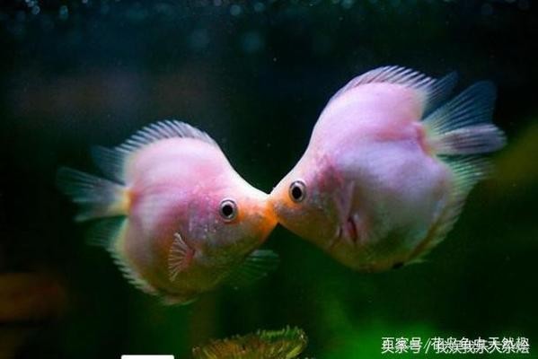 青島市城陽區文洋水族館（青島市城陽區文洋水族館電話）