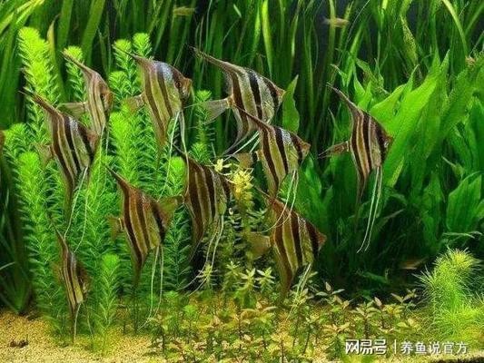長沙市芙蓉區(qū)海韻水族器材經(jīng)營部（長沙市芙蓉區(qū)海韻水族器材經(jīng)營部地址）