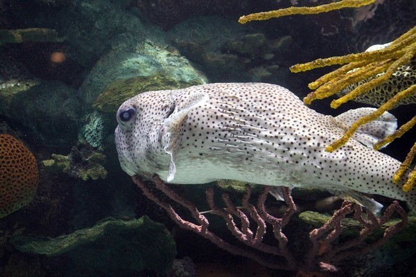 臨淄區齊魯文化市場漁人水族館（臨淄區齊魯文化市場漁人水族館電話）