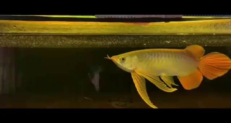 魚缸過濾器選購指南:自制魚缸過濾器魚缸上置過濾器對于養魚愛好者的必備知識 博雅水族魚缸怎么樣:博雅水族魚缸價格、售后服務評價和售后服務表現 魚缸百科 博雅水族魚缸怎么樣:博雅水族魚缸價格、售后服務評價和售后服務表現 博雅水族魚缸怎么樣:博雅水族魚缸價格、售后服務評價和售后服務表現 魚缸百科