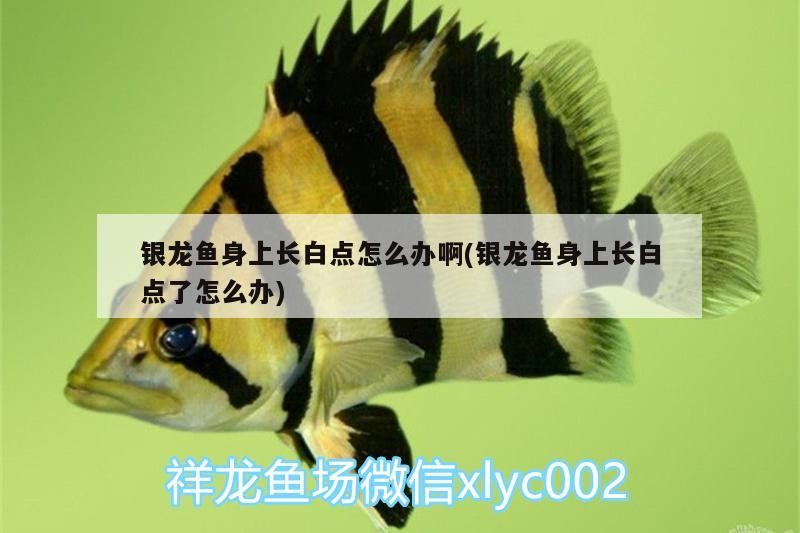 銀龍魚身上長白點怎么辦啊(銀龍魚身上長白點了怎么辦) 銀龍魚身上長白點怎么辦啊(銀龍魚身上長白點了怎么辦) 銀龍魚百科