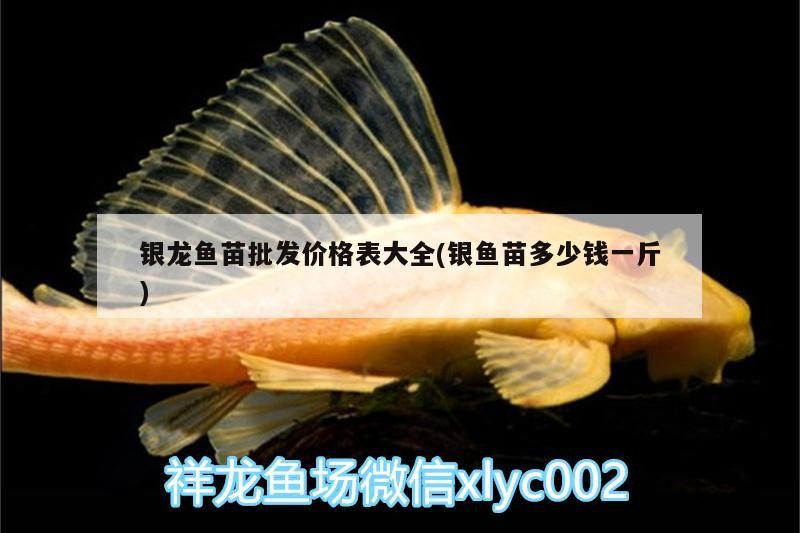 銀龍魚苗批發價格表大全(銀魚苗多少錢一斤)