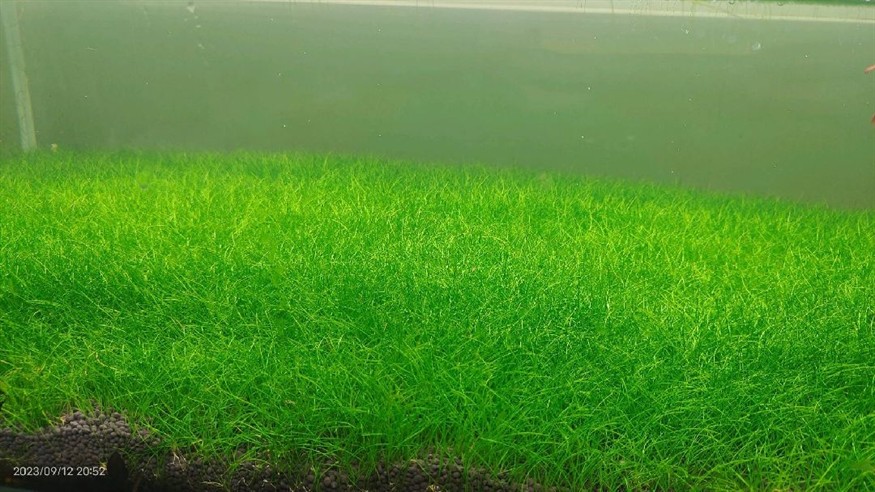 迷你牛毛草坪