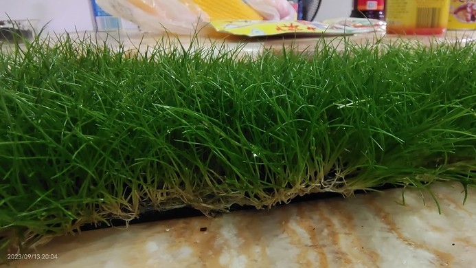迷你牛毛草坪