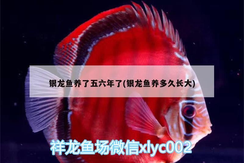 銀龍魚養了五六年了(銀龍魚養多久長大)
