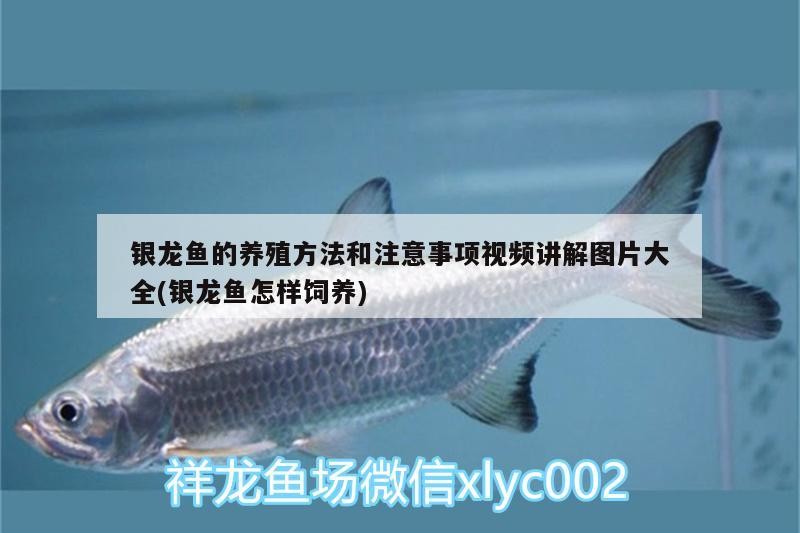 銀龍魚的養(yǎng)殖方法和注意事項(xiàng)視頻講解圖片大全(銀龍魚怎樣飼養(yǎng))