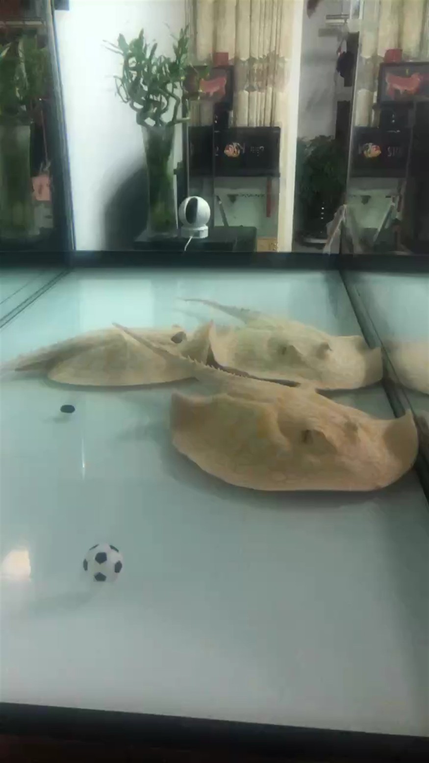 晚安