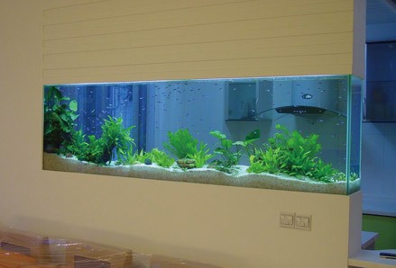 龍魚豬鼻龜混養建議養幾條啊（龍魚豬鼻龜混養建議養幾條啊視頻）