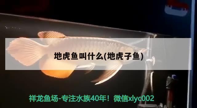 地虎魚叫什么(地虎子魚) 地虎魚叫什么(地虎子魚) 虎魚百科