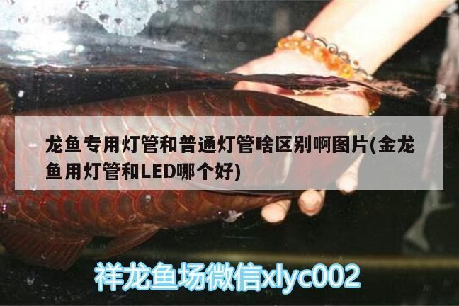 龍魚專用燈管和普通燈管啥區別啊圖片(金龍魚用燈管和LED哪個好)