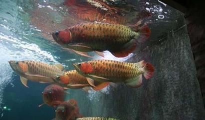 金龍魚跟紅龍魚的區別：金龍魚與紅龍魚的區別