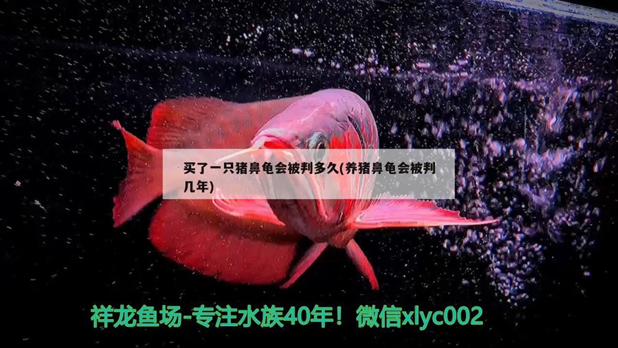 買了一只豬鼻龜會被判多久(養豬鼻龜會被判幾年)