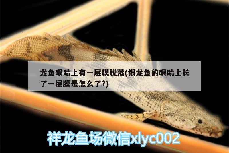 龍魚眼睛上有一層膜脫落(銀龍魚的眼睛上長了一層膜是怎么了?)
