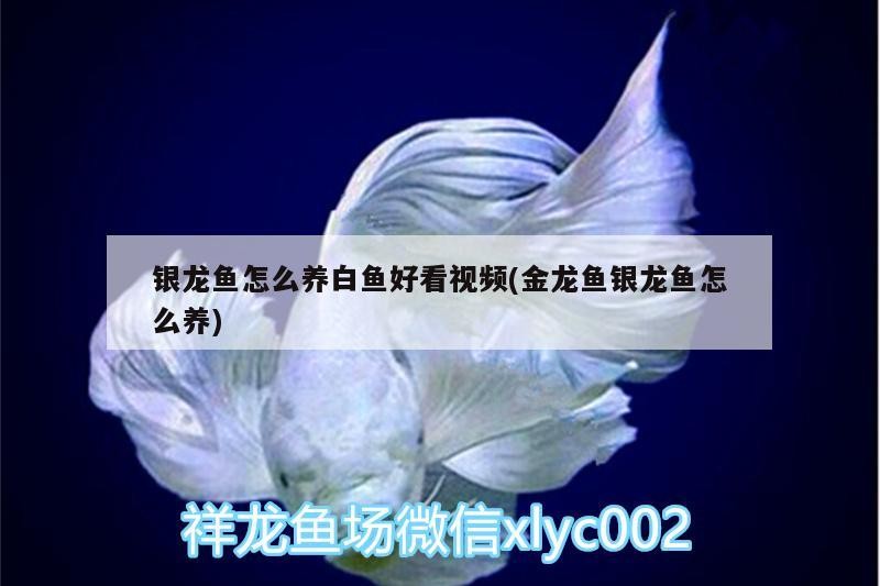 銀龍魚(yú)怎么養(yǎng)白魚(yú)好看視頻(金龍魚(yú)銀龍魚(yú)怎么養(yǎng))
