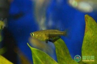 常見的冷水觀賞魚有哪些：常見的冷水觀賞魚種類