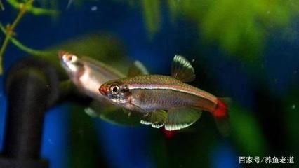 常見的冷水觀賞魚有哪些：常見的冷水觀賞魚種類