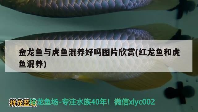 金龍魚與虎魚混養好嗎圖片欣賞(紅龍魚和虎魚混養)