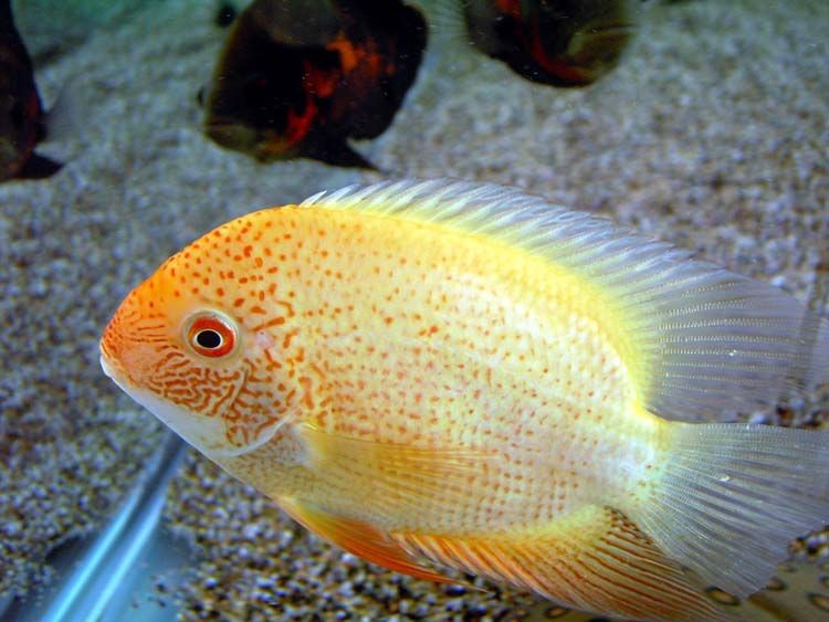 白色魚缸用什么顏色背景好：如何選擇魚缸背景顏色