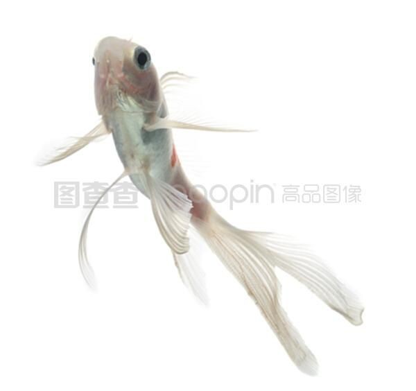 白色魚缸用什么顏色背景好：如何選擇魚缸背景顏色