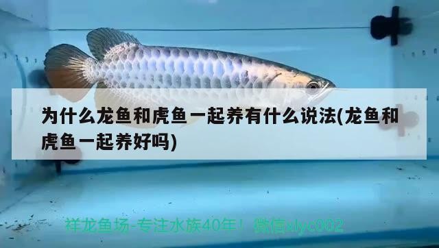 為什么龍魚和虎魚一起養有什么說法(龍魚和虎魚一起養好嗎)