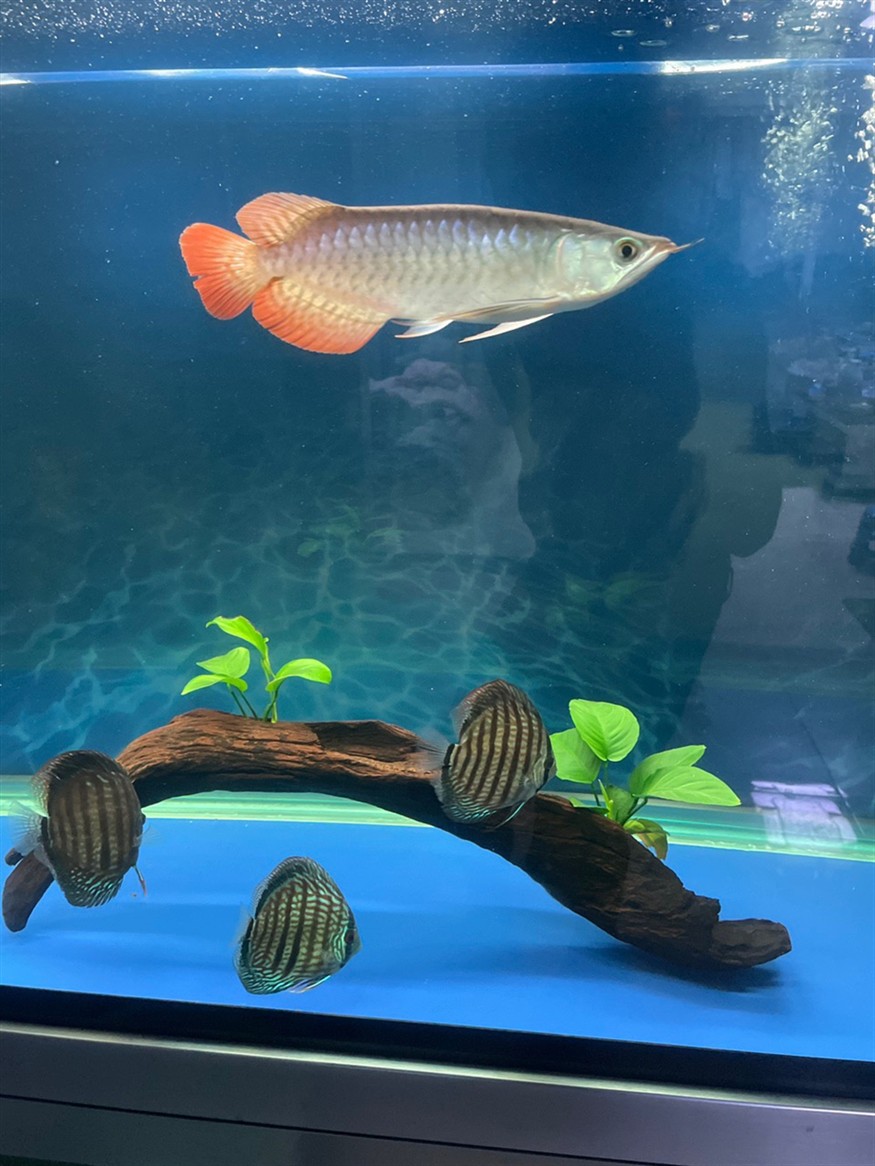 小魚到家16天了